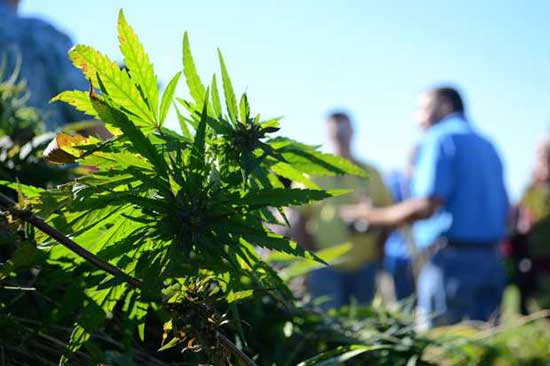 St. Croix Chippewa hemp